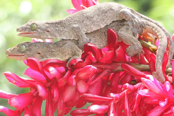 Пара Гігантських Гекосів Halmahera Паруються Цей Ендемічний Плазун Острова Хальмахера — стокове фото