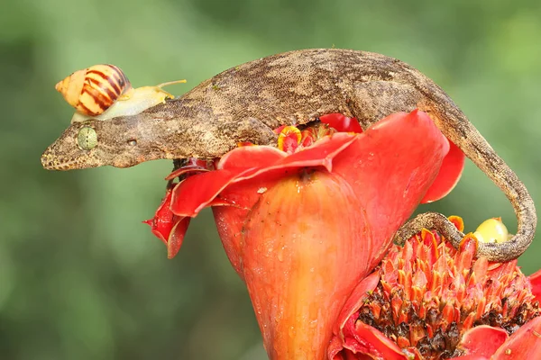Halmahera Giant Gecko Who Sunbathing Its Head Attacked Small Snail — Stock Photo, Image