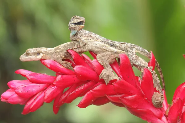 Lagarto Jardín Oriental Está Tomando Sol Con Draco Volans Flores — Foto de Stock