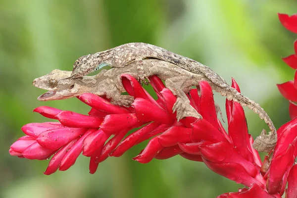 An oriental garden lizard is sunbathing with Draco volans on wildflowers. This reptile has the scientific name Calotes versicolor