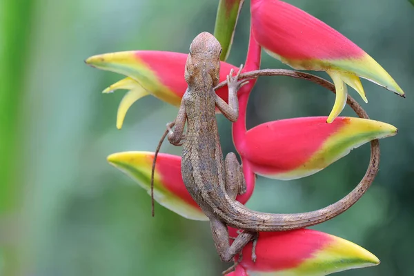 Avını arayan bir Sumatra kan emici kertenkele. Sumatra Adası, Endonezya 'dan sürüngenlerin bilimsel adı Bronchocela hayeki' dir.. 