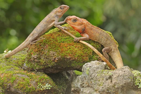 Two oriental garden lizards are sunbathing. This reptile has the scientific name Calotes versicolor.