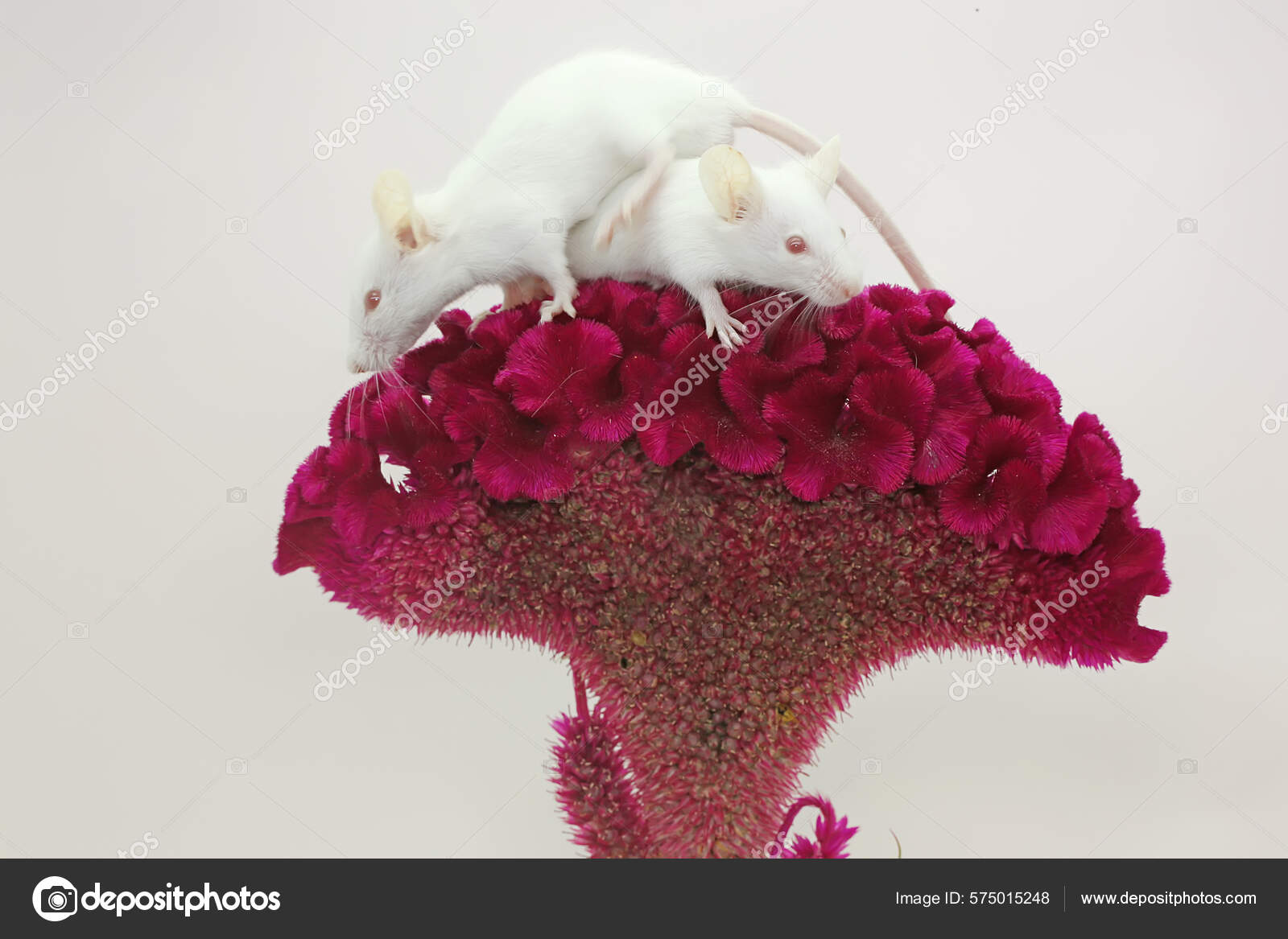 Two Young White Rats Eating Wild Flower Rodent Mammal Has Stock Photo