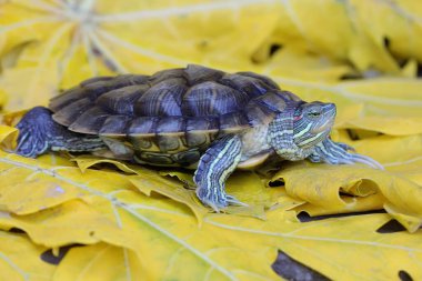 Kırmızı kulaklı sürgülü kaplumbağa günlük aktivitelerine başlamadan önce güneşleniyor. Bu sürüngenin bilimsel adı Trachemys scripta elegans.