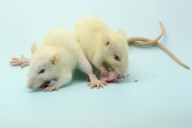 İki genç sıçan bir su elması yiyor. Bu kemirgen memelisinin bilimsel adı Rattus norvegicus.. 