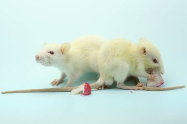 İki genç sıçan bir su elması yiyor. Bu kemirgen memelisinin bilimsel adı Rattus norvegicus.. 