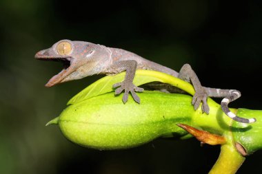 Genç bir tokay gecko günlük aktivitelere başlamadan önce güneşleniyor. Bu sürüngenin bilimsel adı Gekko gecko.