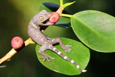 Genç bir tokay gecko günlük aktivitelere başlamadan önce güneşleniyor. Bu sürüngenin bilimsel adı Gekko gecko.