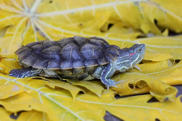 一只红耳龟在开始它的日常活动前正在洗澡 这种爬行动物的学名是Trachemys Scripta Elegans — 图库照片