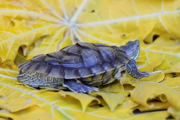 Red Eared Slider Tortoise Basking Starting Its Daily Activities Reptile — Stock Photo, Image