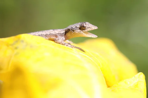 A flat tailed house gecko basking on the bush. This reptile has the scientific name Hemidactylus platyurus.