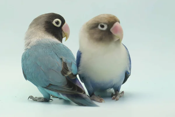 Par Pombinhos Está Comendo Sementes Girassol Este Pássaro Que Usado — Fotografia de Stock