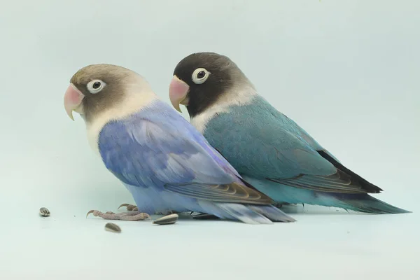 Par Pombinhos Está Comendo Sementes Girassol Este Pássaro Que Usado — Fotografia de Stock