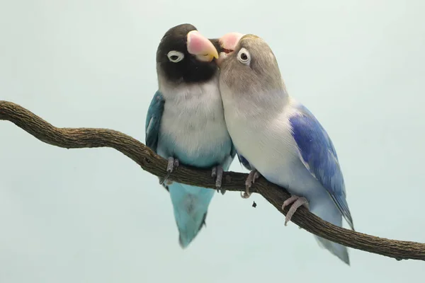 一对爱情鸟栖息在树枝上 这只鸟被用作真爱的象征 它的学名是 Agapornis Fischeri — 图库照片