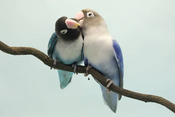 一对爱情鸟栖息在树枝上 这只鸟被用作真爱的象征 它的学名是 Agapornis Fischeri — 图库照片