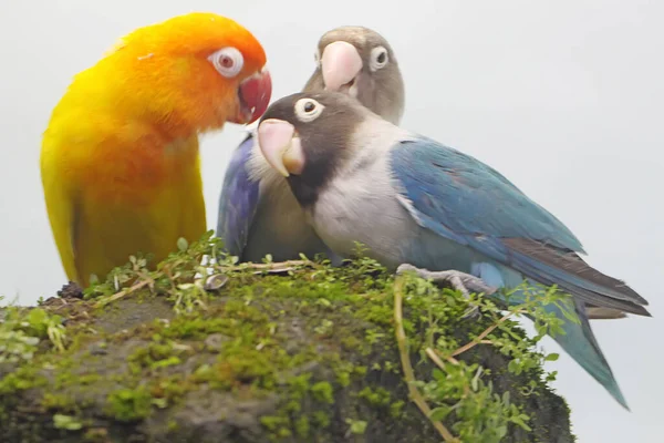 Three Lovebirds Perched Rock Overgrown Moss Bird Which Used Symbol — Stock Photo, Image