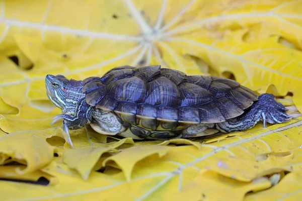 Red Eared Slider Tortoise Basking Starting Its Daily Activities Reptile — Stock Photo, Image