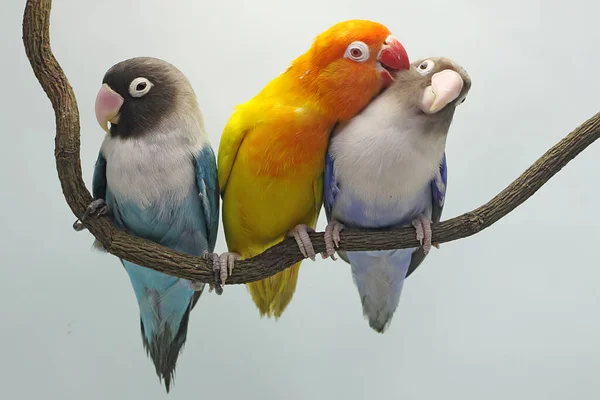 Three Lovebirds Perched Tree Branch Bird Which Used Symbol True — Stock Photo, Image