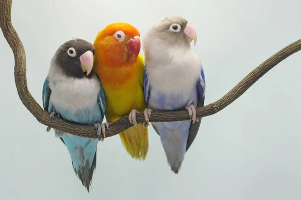 三只爱情鸟栖息在树枝上 这只鸟被用作真爱的象征 它的学名是 Agapornis Fischeri — 图库照片