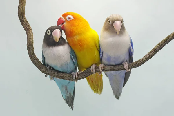 三只爱情鸟栖息在树枝上 这只鸟被用作真爱的象征 它的学名是 Agapornis Fischeri — 图库照片