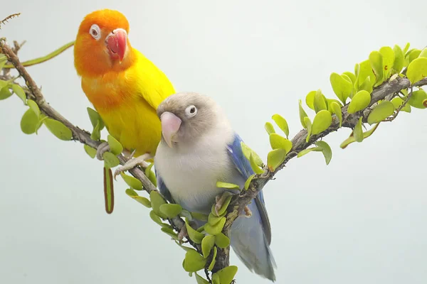 Par Tortolitos Están Posados Una Rama Árbol Cubierta Vides Esta —  Fotos de Stock