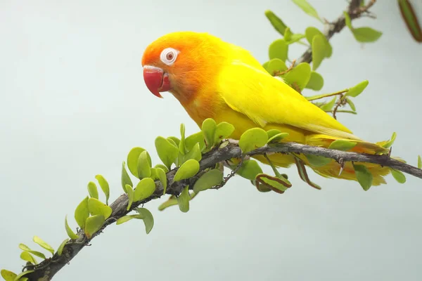 一只爱情鸟栖息在长满了藤蔓的树枝上 这只鸟被用作真爱的象征 它的学名是 Agapornis Fischeri — 图库照片
