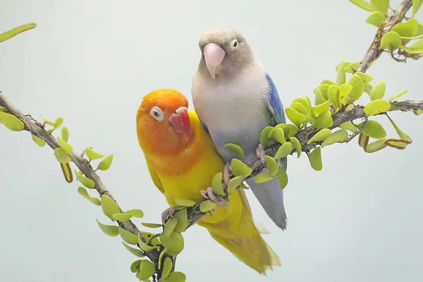 Bir Çift Muhabbet Kuşu Sarmaşıklarla Kaplı Bir Ağaç Dalına Tünemiş — Stok fotoğraf