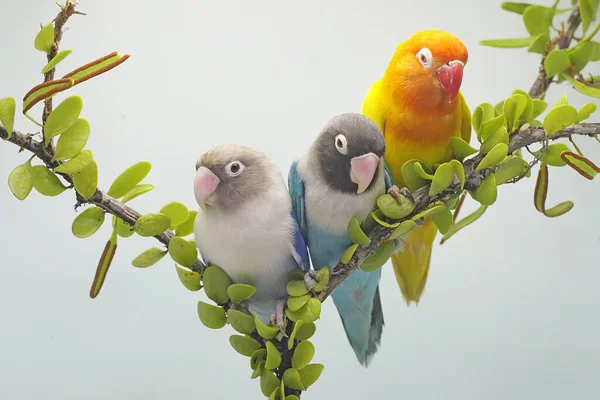 三只爱情鸟栖息在长满了藤蔓的树枝上 这只鸟被用作真爱的象征 它的学名是 Agapornis Fischeri — 图库照片