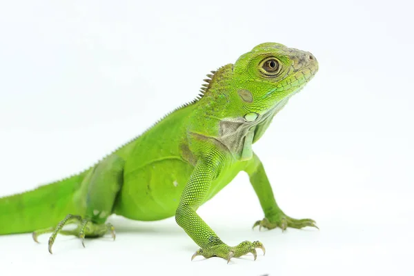 Ein Junger Grüner Leguan Leguan Sonnt Sich Vor Beginn Seiner — Stockfoto