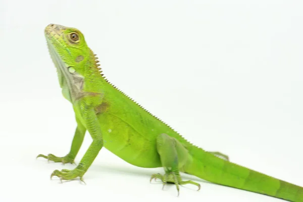 Uma Jovem Iguana Verde Iguana Iguana Está Tomando Sol Antes — Fotografia de Stock