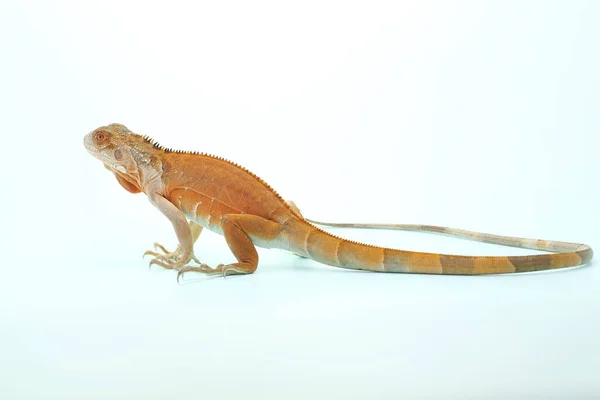 Uma Iguana Vermelha Iguana Iguana Está Tomando Sol — Fotografia de Stock