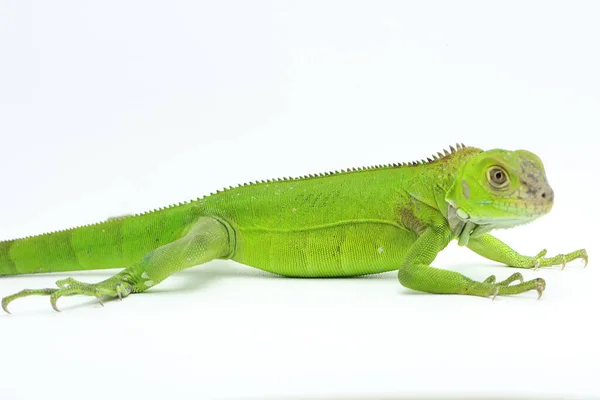 Genç Bir Yeşil Iguana Iguana Iguanası Günlük Aktivitelerine Başlamadan Önce — Stok fotoğraf