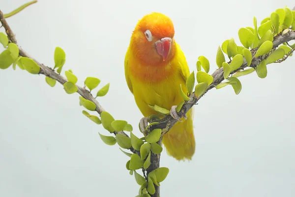 一只爱情鸟栖息在长满了藤蔓的树枝上 这只鸟被用作真爱的象征 它的学名是 Agapornis Fischeri — 图库照片
