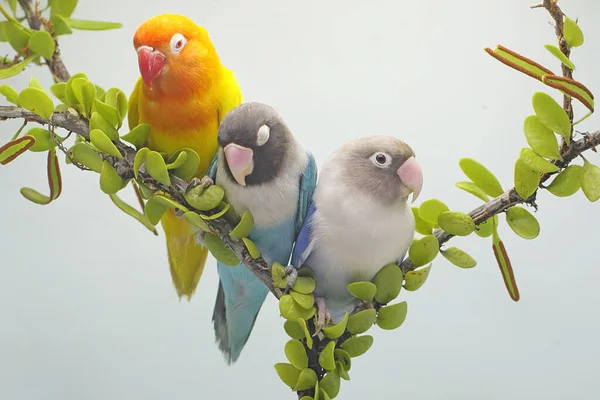 三只爱情鸟栖息在长满了藤蔓的树枝上 这只鸟被用作真爱的象征 它的学名是 Agapornis Fischeri — 图库照片