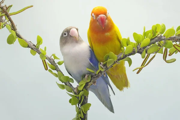 一对爱情鸟栖息在长满了藤蔓的树枝上 这只鸟被用作真爱的象征 它的学名是 Agapornis Fischeri — 图库照片