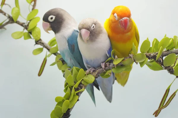 Muhabbet Kuşu Sarmaşıklarla Kaplı Bir Ağaç Dalına Tünemiş Gerçek Aşkın — Stok fotoğraf