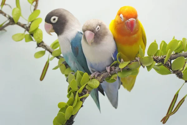 Drie Tortelduifjes Zitten Een Boomtak Begroeid Met Wijnstokken Deze Vogel — Stockfoto