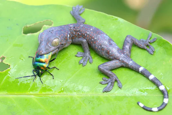 Joven Tokay Gecko Está Comiendo Insecto Arlequín Este Reptil Tiene — Foto de Stock