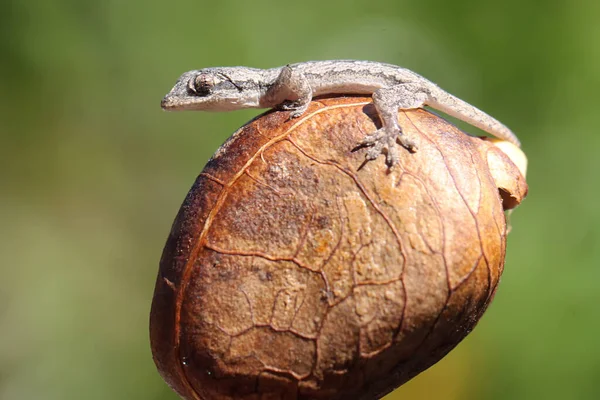 Flat Tailed House Gecko Basking Bush Reptile Has Scientific Name Royalty Free Stock Photos