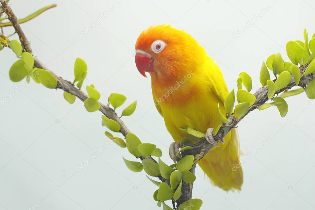 A lovebird perched on a tree branch overgrown with vines. This bird which is used as a symbol of true love has the scientific name Agapornis fischeri.