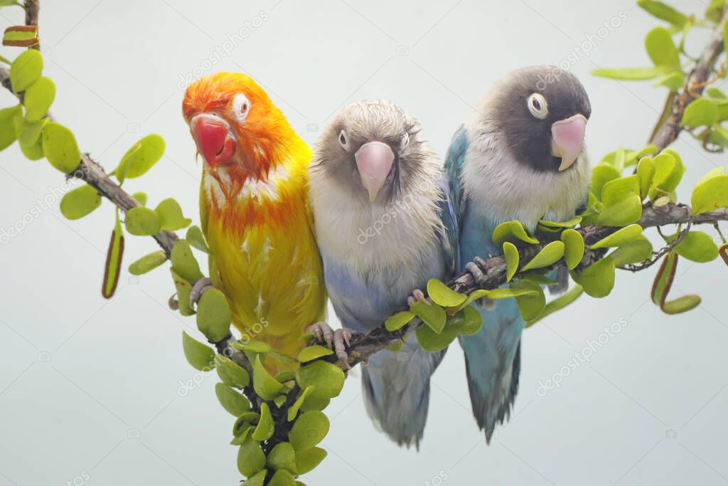 Three lovebirds are perched on a tree branch overgrown with vines. This bird which is used as a symbol of true love has the scientific name Agapornis fischeri.