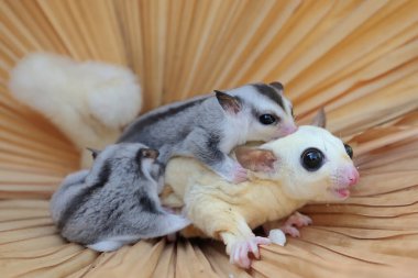 Bir anne şeker planörü iki bebeğini tutarken yiyecek arar.. 