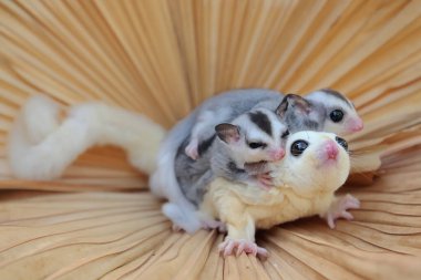 Bir anne şeker planörü iki bebeğini tutarken yiyecek arar.. 