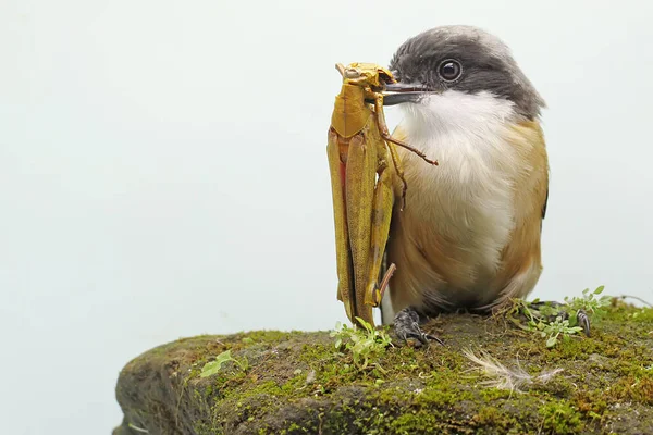 Uno Shrike Dalla Coda Lunga Uno Shrike Dalla Coda Arruffata — Foto Stock