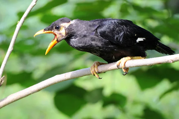 앵무새가 나뭇가지에 인간의 목소리를 흉내내는데 새들에게는 과학적 이름인 종교가 — 스톡 사진