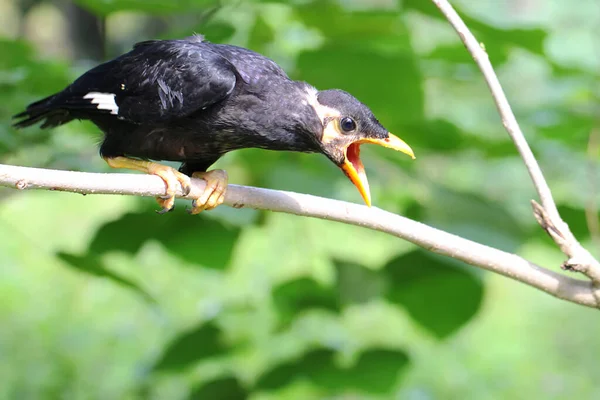一只年轻的鹦鹉栖息在树枝上 善于模仿人类声音的鸟类 其科学名称为Gracula Religion Osa — 图库照片