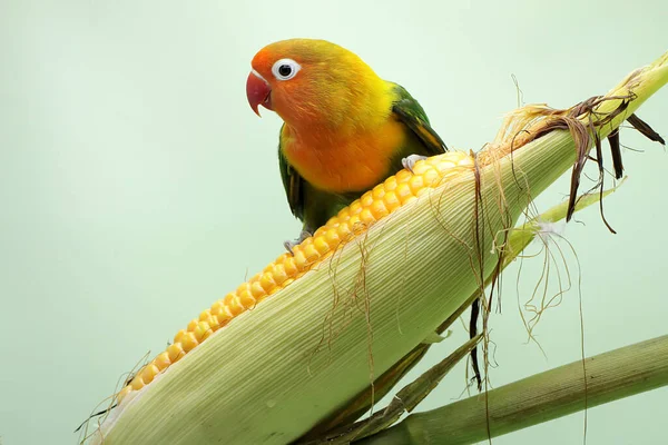 Een Tortelduifje Zit Een Maïskorrel Die Klaar Geoogst Worden Deze — Stockfoto