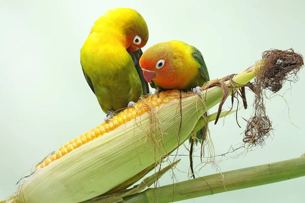 Pair Lovebirds Perched Corn Kernel Ready Harvested Bird Which Used — Stock Photo, Image