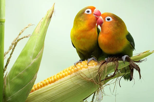 Ядрі Кукурудзи Сідають Парубки Які Готові Збору Врожаю Цей Птах — стокове фото