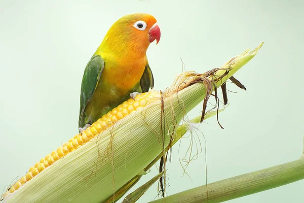 Колібрі Сідає Кукурудзяне Ядро Яке Вже Можна Збирати Цей Птах — стокове фото